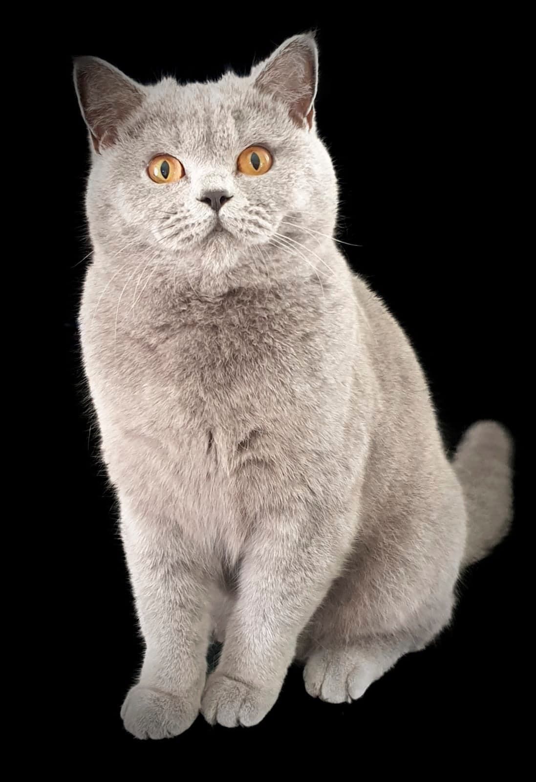 ♥ GranRubaCuori ♥ - British Shorthair